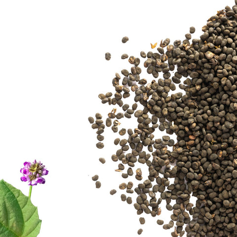 Bakuchiol: a non-irritating Retinol Alternative that's Safe for Pregnancy and Sensitive Skin - Syll Botanics