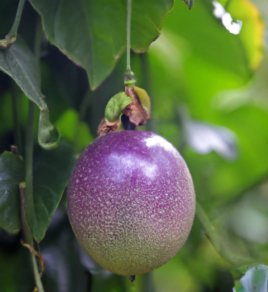 Passionfruit Seed Oil: Superstar Ingredient Spotlight - Syll Botanics