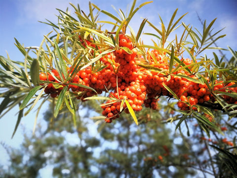 Sea Buckthorn: Superstar Ingredient Spotlight - Syll Botanics