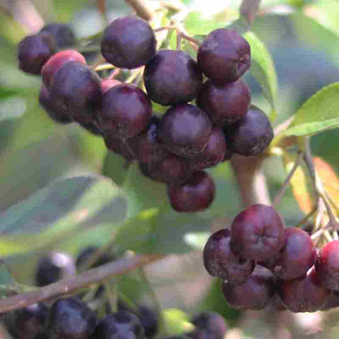 acai berries on tree