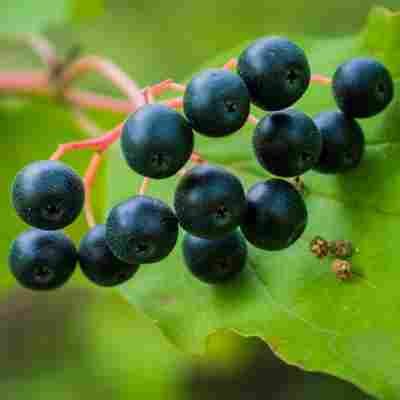 Stem of Blackcurrants 