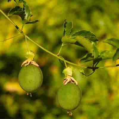 Passionfruit growing on a vine