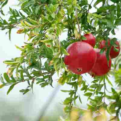 Pomegranate fruit on tree