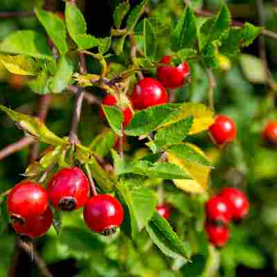 Rosehip fruit growing on a bush