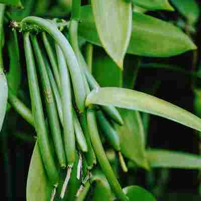 Unripe vanilla bean growing on the vine