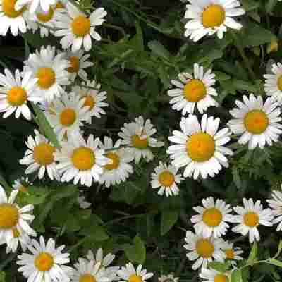 chamomile flowers