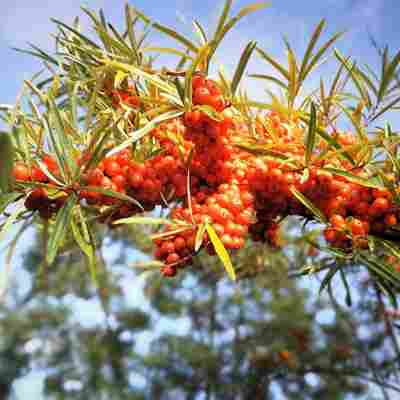 branch of sea buckthorn berries